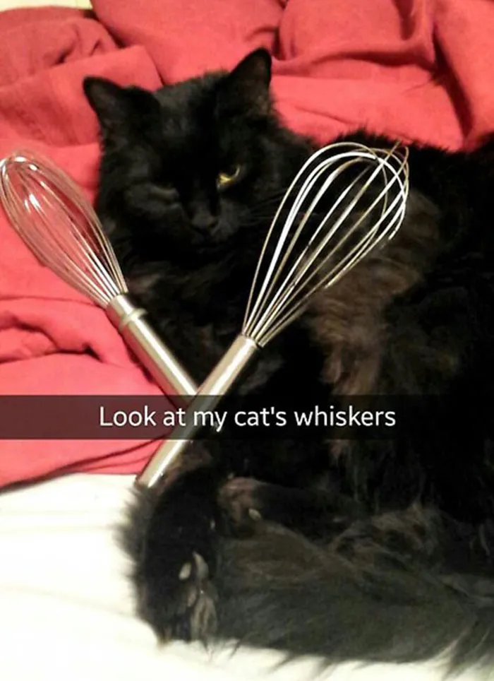 62 Hilarious Cat Snapchats That You Need To See Right Meow