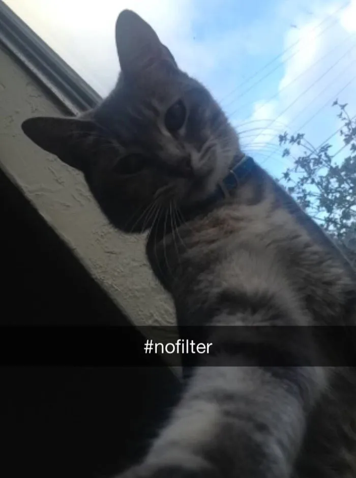 62 Hilarious Cat Snapchats That You Need To See Right Meow