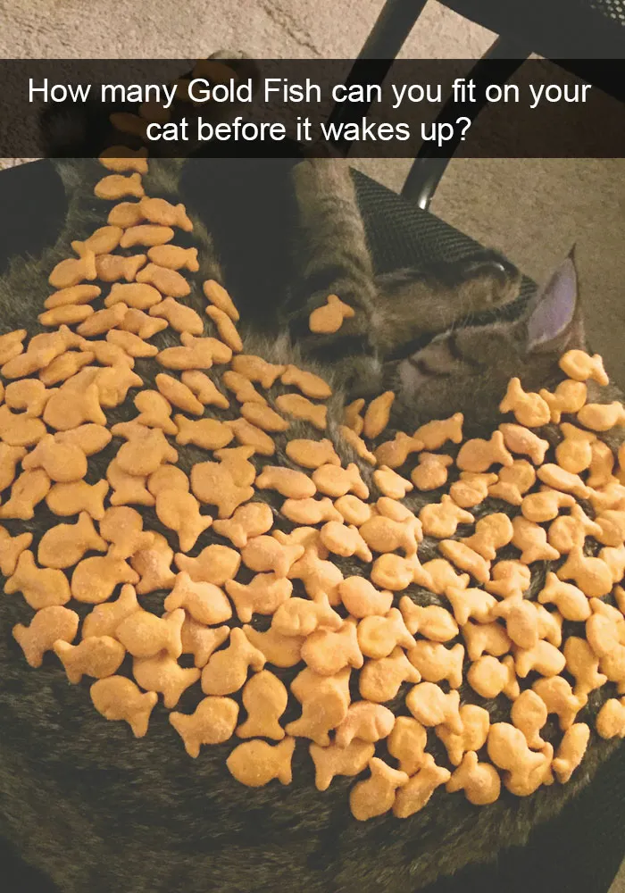 62 Hilarious Cat Snapchats That You Need To See Right Meow