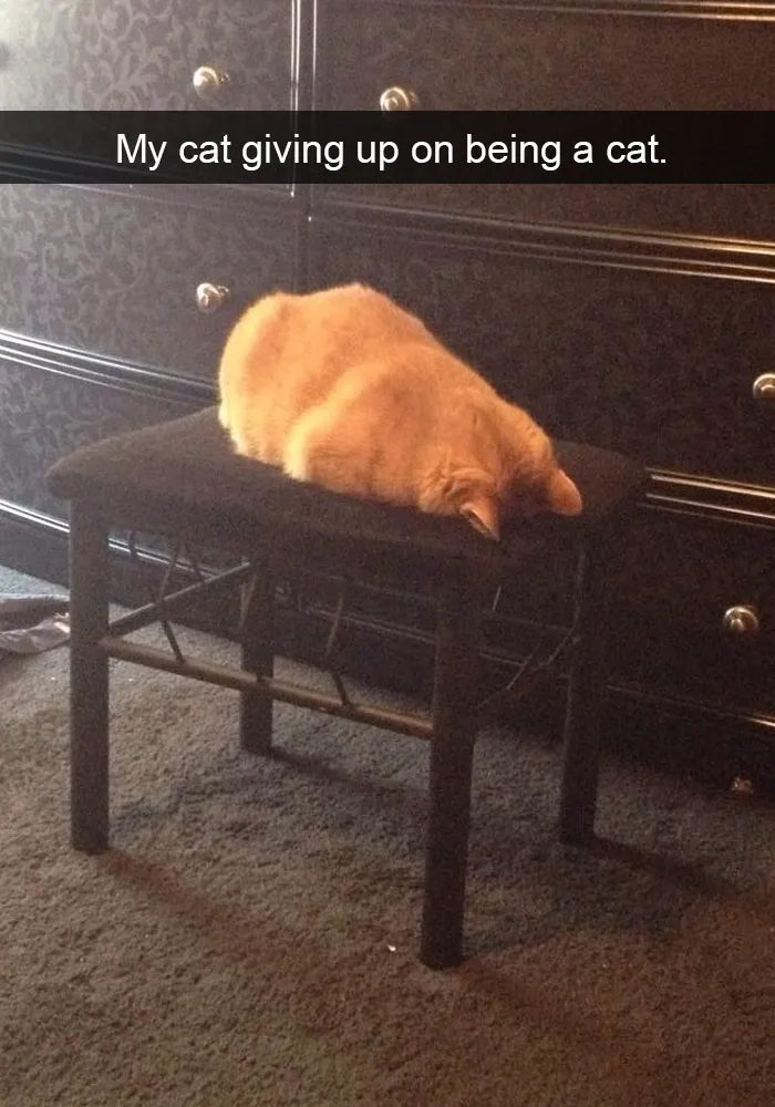 62 Hilarious Cat Snapchats That You Need To See Right Meow