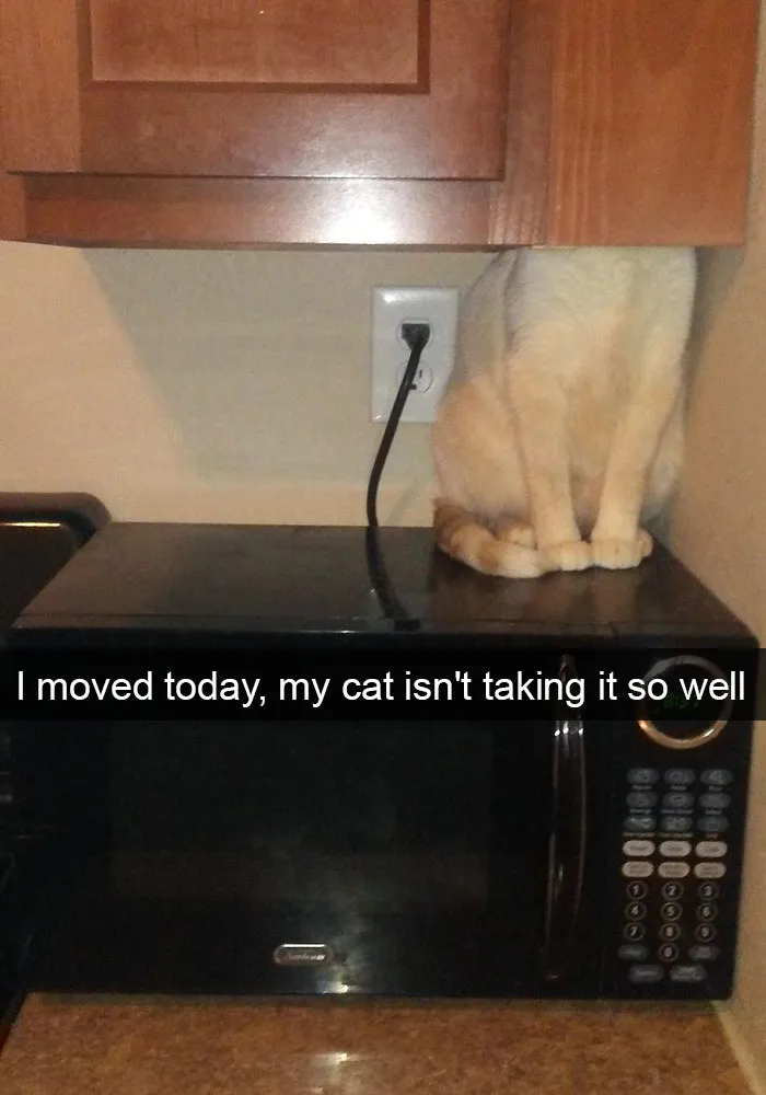 62 Hilarious Cat Snapchats That You Need To See Right Meow