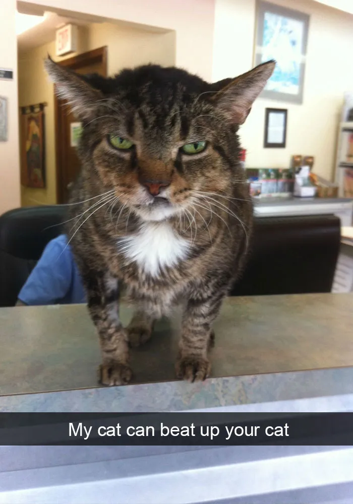 62 Hilarious Cat Snapchats That You Need To See Right Meow