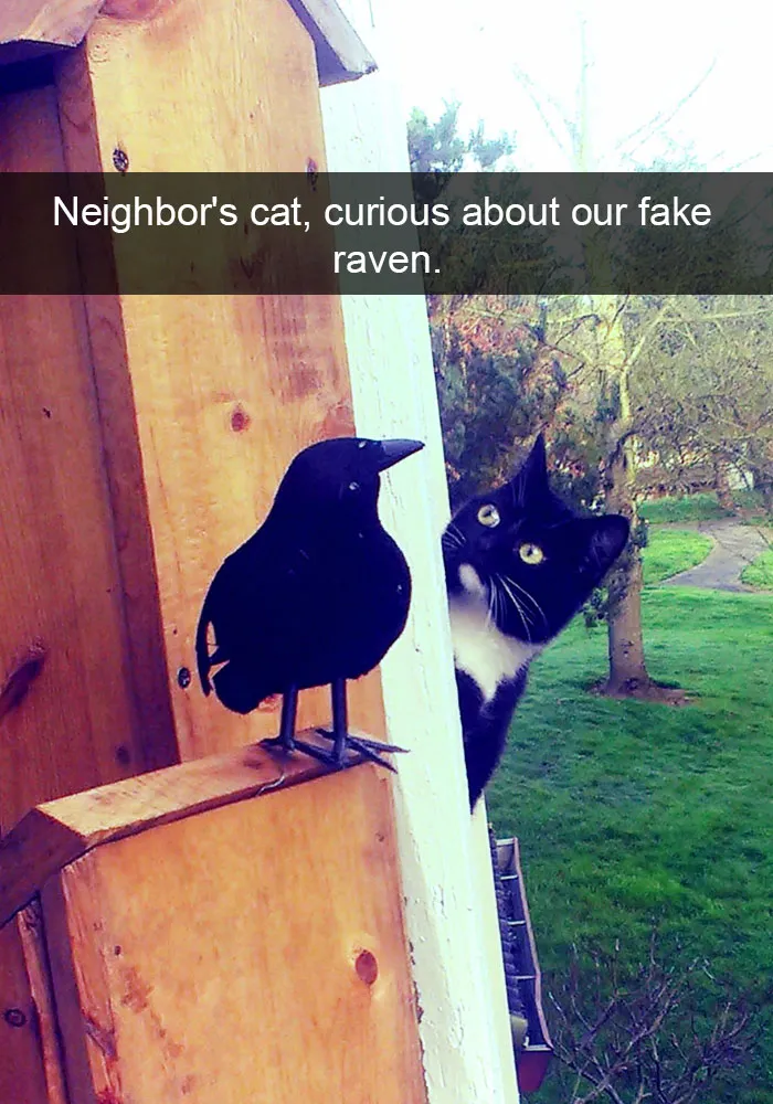 62 Hilarious Cat Snapchats That You Need To See Right Meow