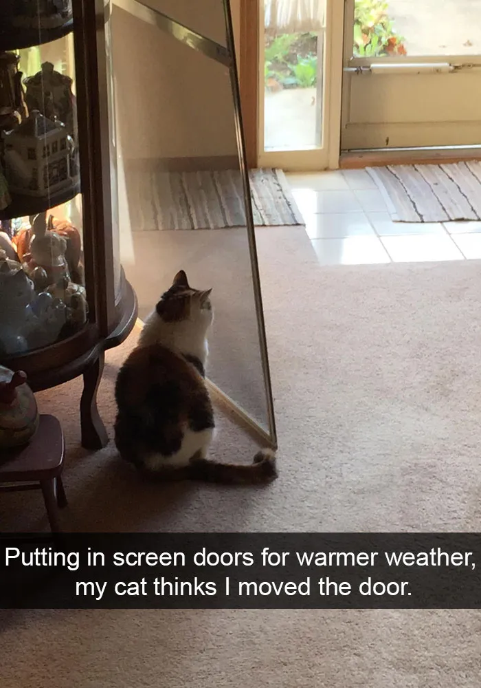 62 Hilarious Cat Snapchats That You Need To See Right Meow