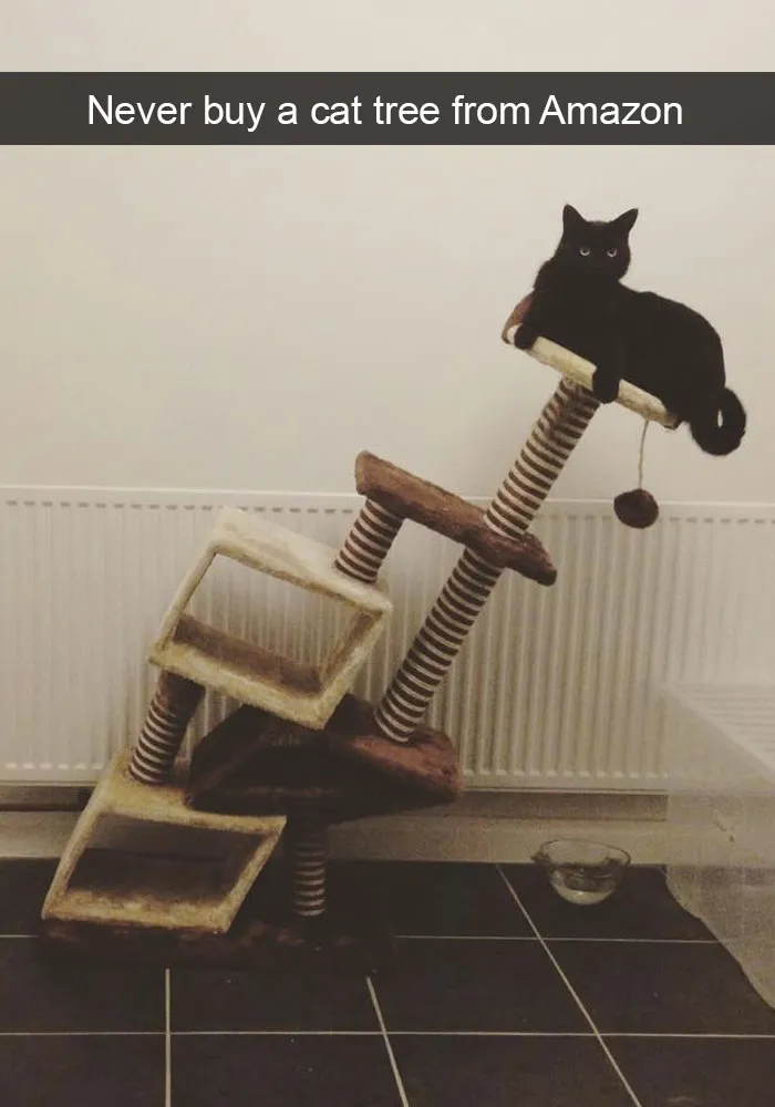 62 Hilarious Cat Snapchats That You Need To See Right Meow