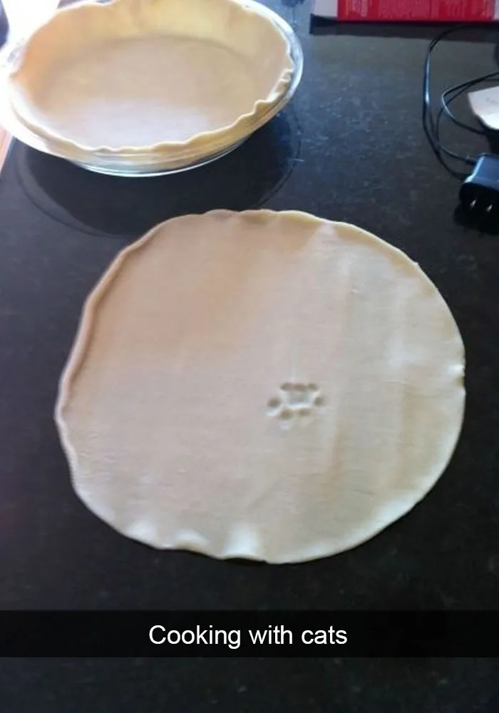 62 Hilarious Cat Snapchats That You Need To See Right Meow
