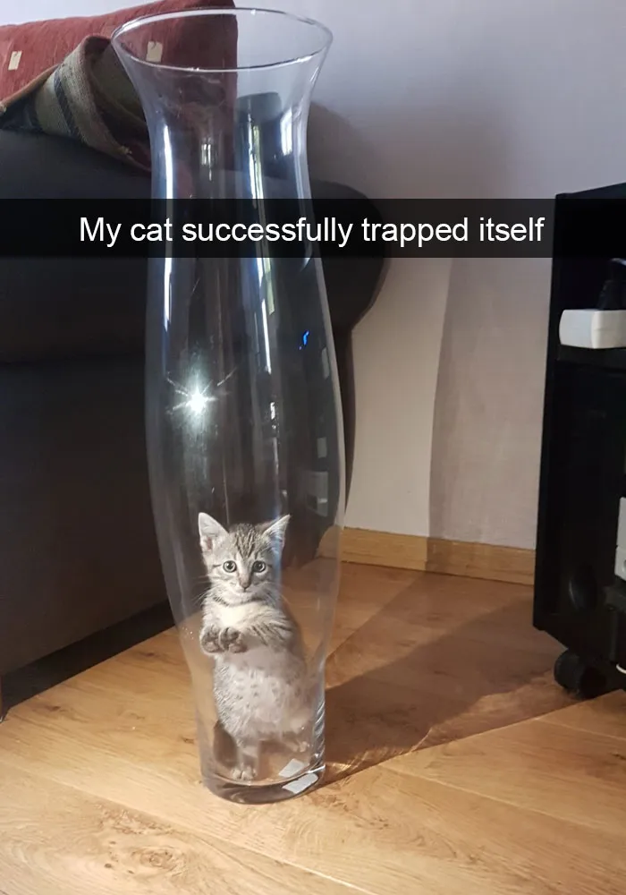 62 Hilarious Cat Snapchats That You Need To See Right Meow