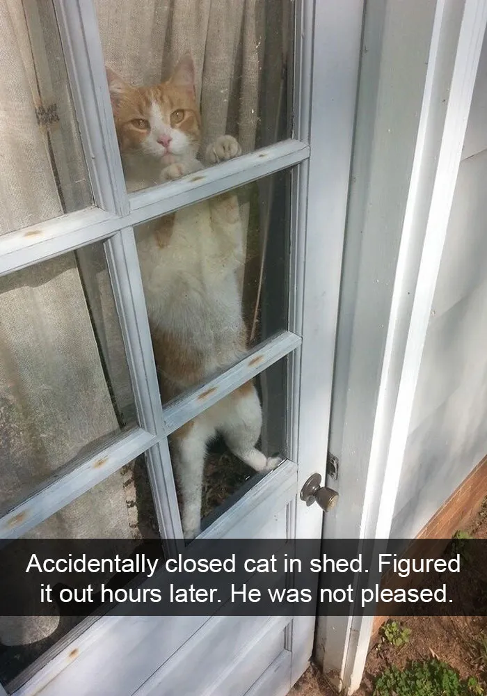 62 Hilarious Cat Snapchats That You Need To See Right Meow