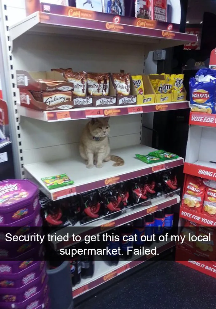 62 Hilarious Cat Snapchats That You Need To See Right Meow