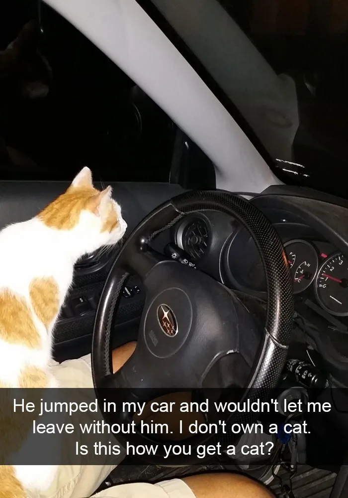 62 Hilarious Cat Snapchats That You Need To See Right Meow