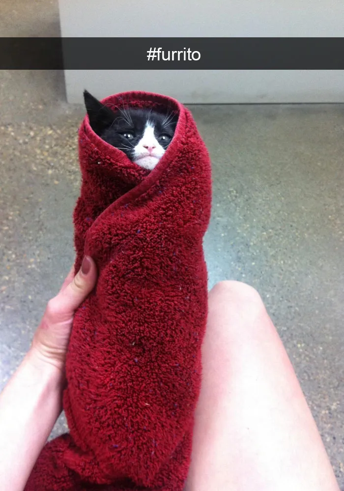 62 Hilarious Cat Snapchats That You Need To See Right Meow