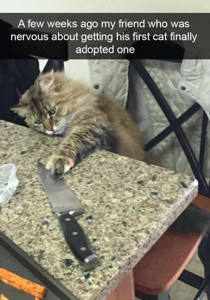62 Hilarious Cat Snapchats That You Need To See Right Meow