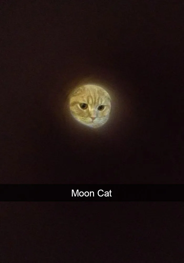 62 Hilarious Cat Snapchats That You Need To See Right Meow