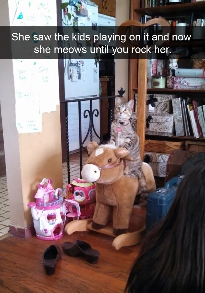 62 Hilarious Cat Snapchats That You Need To See Right Meow