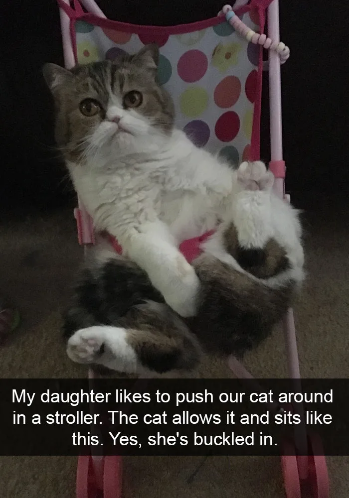 62 Hilarious Cat Snapchats That You Need To See Right Meow