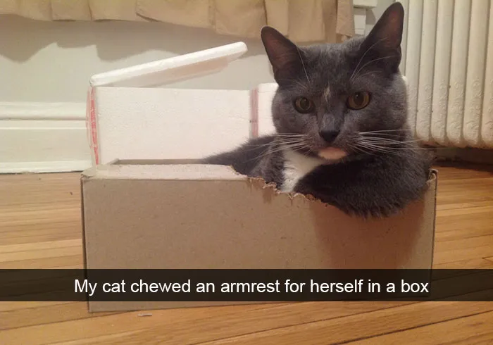 62 Hilarious Cat Snapchats That You Need To See Right Meow