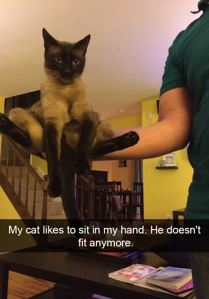 62 Hilarious Cat Snapchats That You Need To See Right Meow