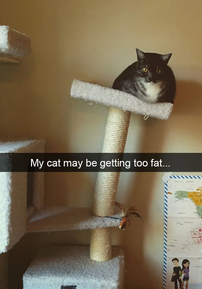 62 Hilarious Cat Snapchats That You Need To See Right Meow