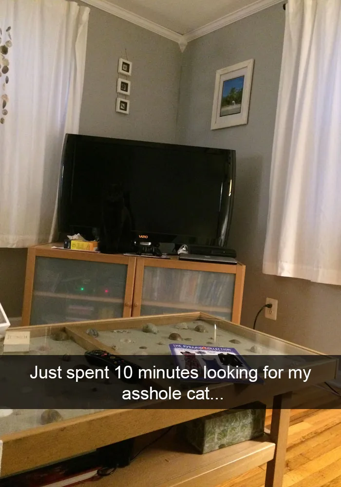 62 Hilarious Cat Snapchats That You Need To See Right Meow