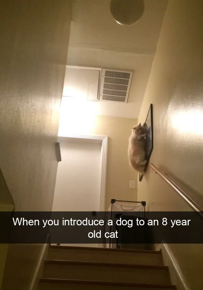 62 Hilarious Cat Snapchats That You Need To See Right Meow