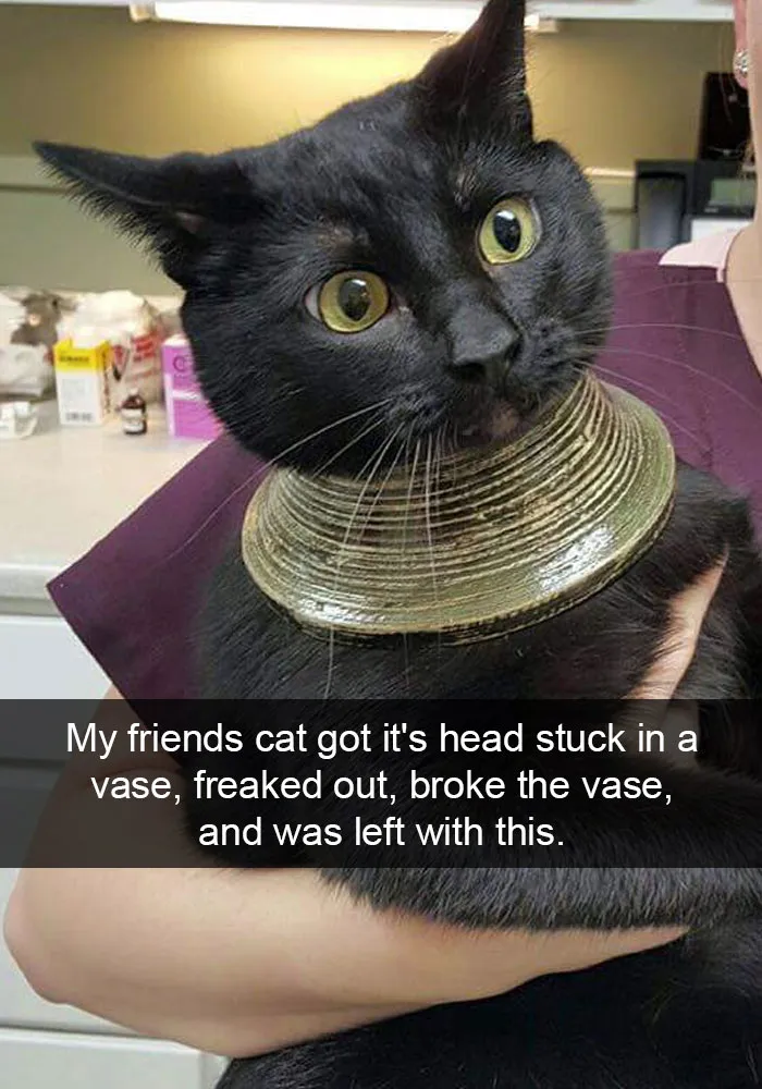 62 Hilarious Cat Snapchats That You Need To See Right Meow