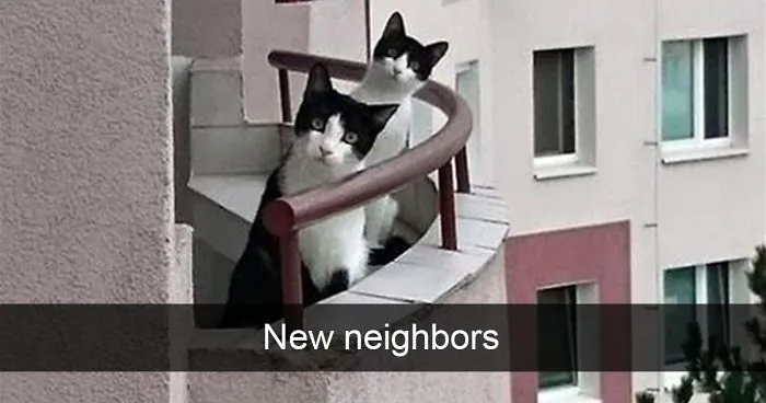 62 Hilarious Cat Snapchats That You Need To See Right Meow