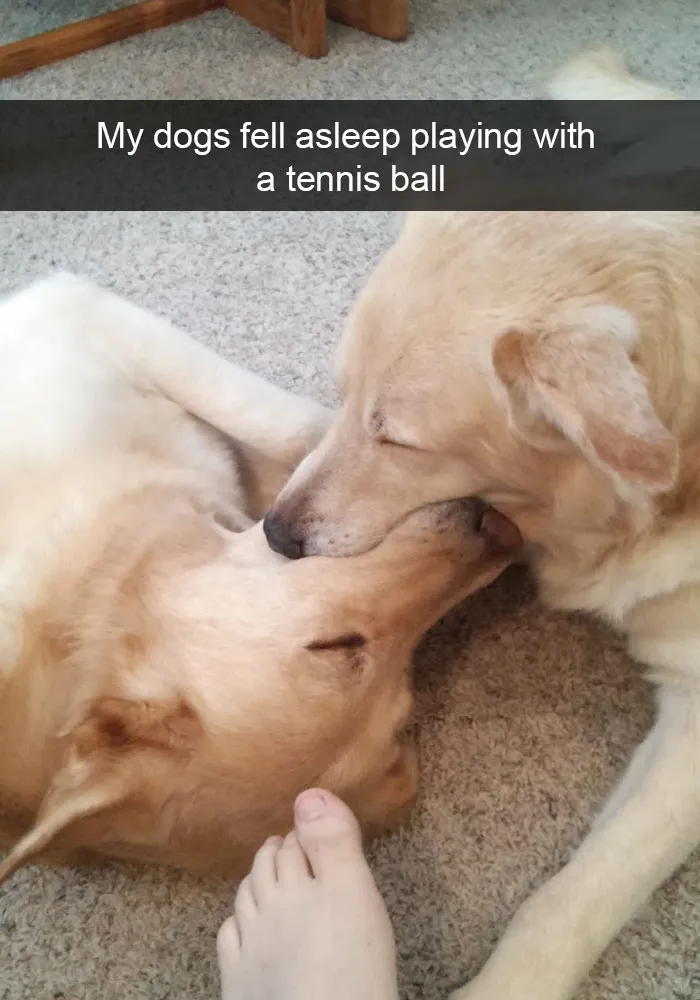 50 Hilarious Dog Snapchats That Are Impawsible Not To Laugh At