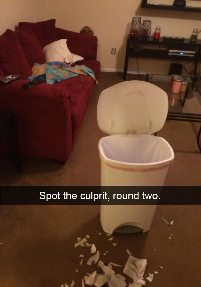 Dog Snaps