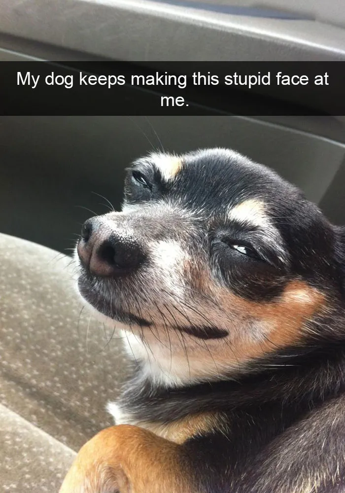 50 Hilarious Dog Snapchats That Are Impawsible Not To Laugh At