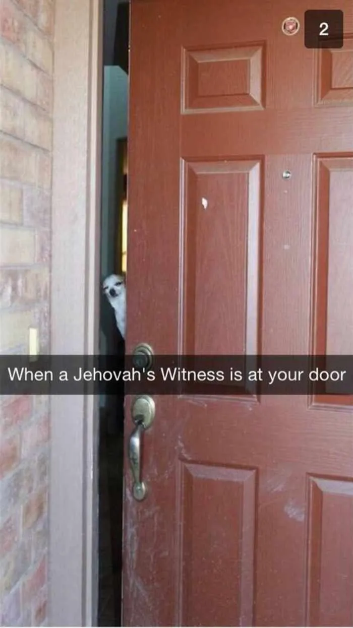 Dog Snaps