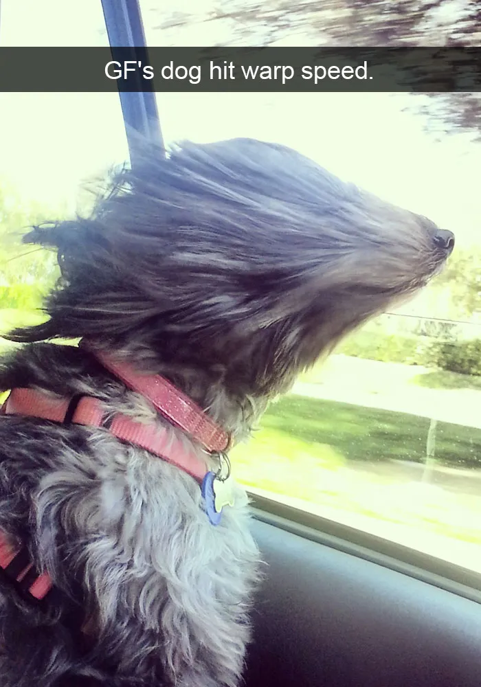 50 Hilarious Dog Snapchats That Are Impawsible Not To Laugh At