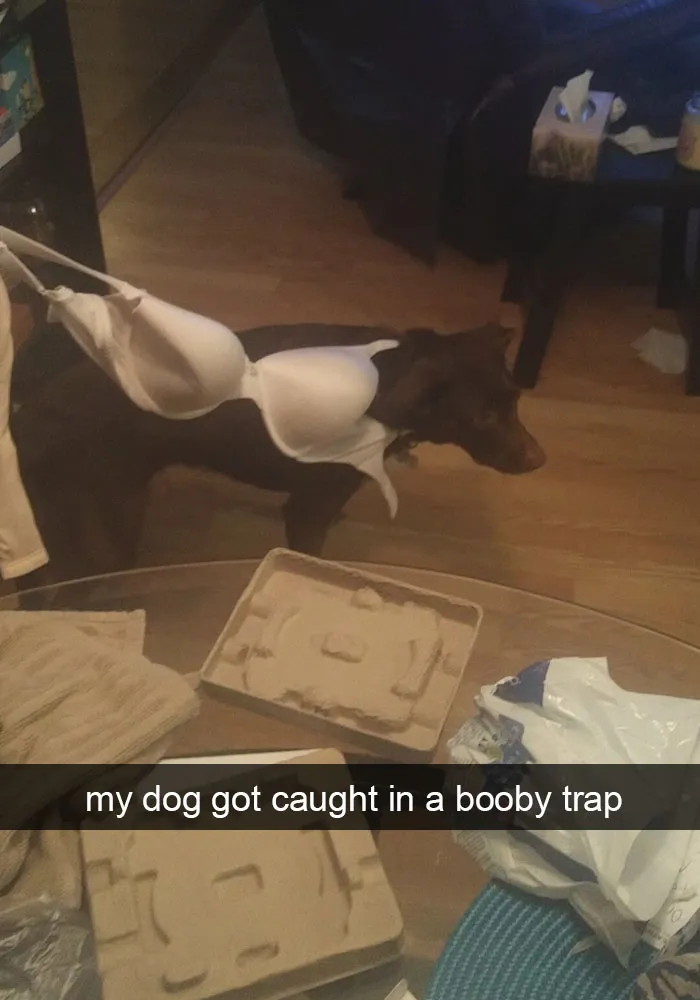 50 Hilarious Dog Snapchats That Are Impawsible Not To Laugh At