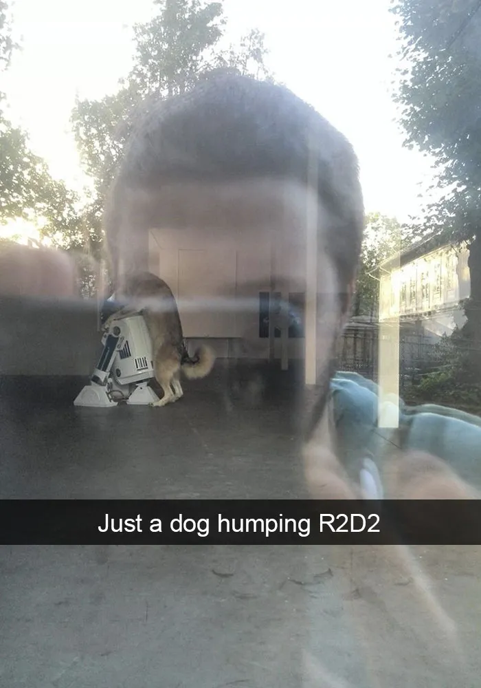 50 Hilarious Dog Snapchats That Are Impawsible Not To Laugh At