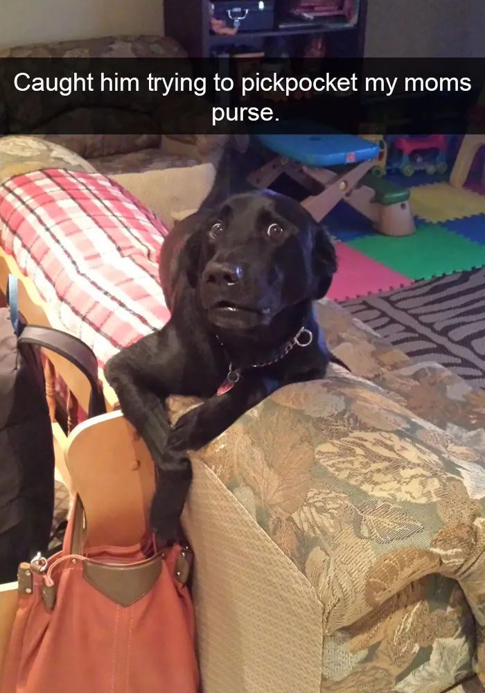 50 Hilarious Dog Snapchats That Are Impawsible Not To Laugh At