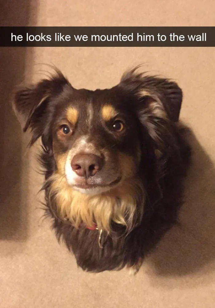 50 Hilarious Dog Snapchats That Are Impawsible Not To Laugh At