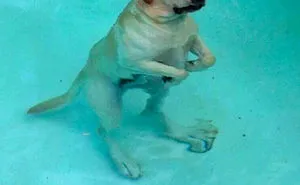 50 Hilarious Dog Snapchats That Are Impawsible Not To Laugh At