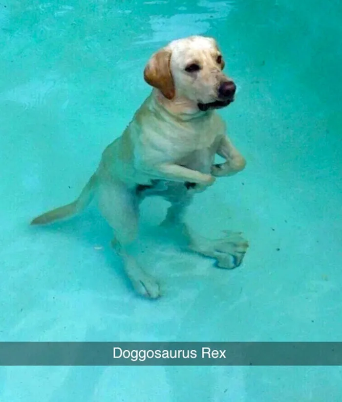 50 Hilarious Dog Snapchats That Are Impawsible Not To Laugh At