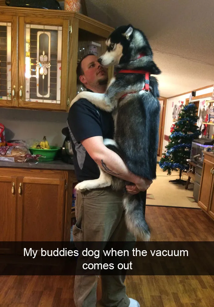 50 Hilarious Dog Snapchats That Are Impawsible Not To Laugh At