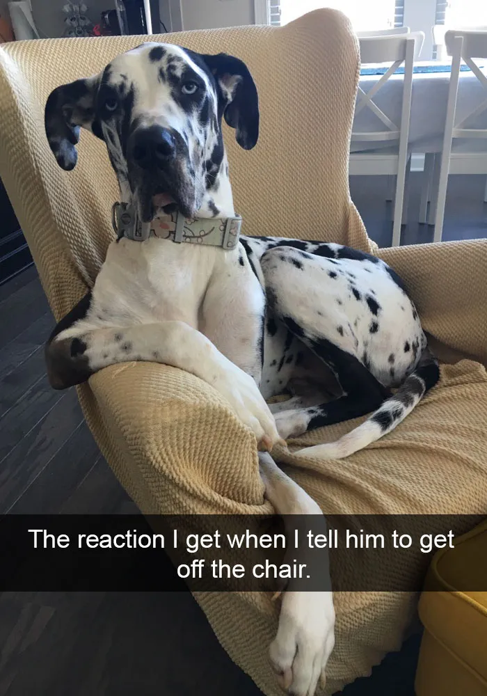 50 Hilarious Dog Snapchats That Are Impawsible Not To Laugh At