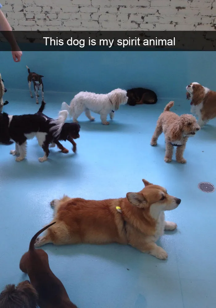 50 Hilarious Dog Snapchats That Are Impawsible Not To Laugh At