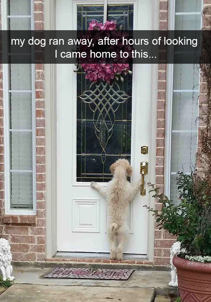 50 Hilarious Dog Snapchats That Are Impawsible Not To Laugh At