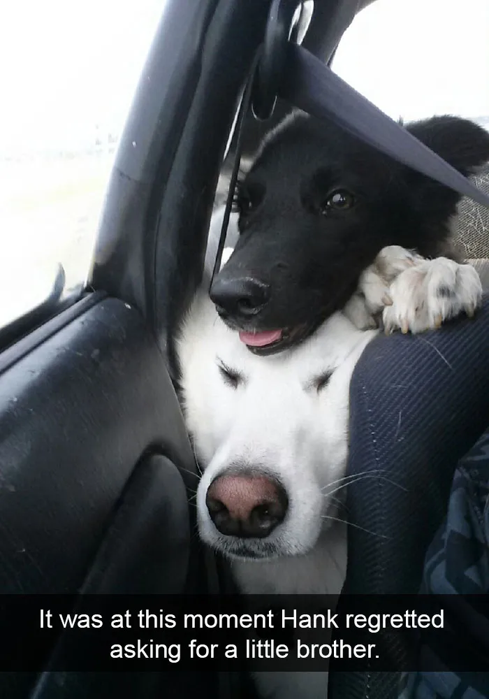 50 Hilarious Dog Snapchats That Are Impawsible Not To Laugh At