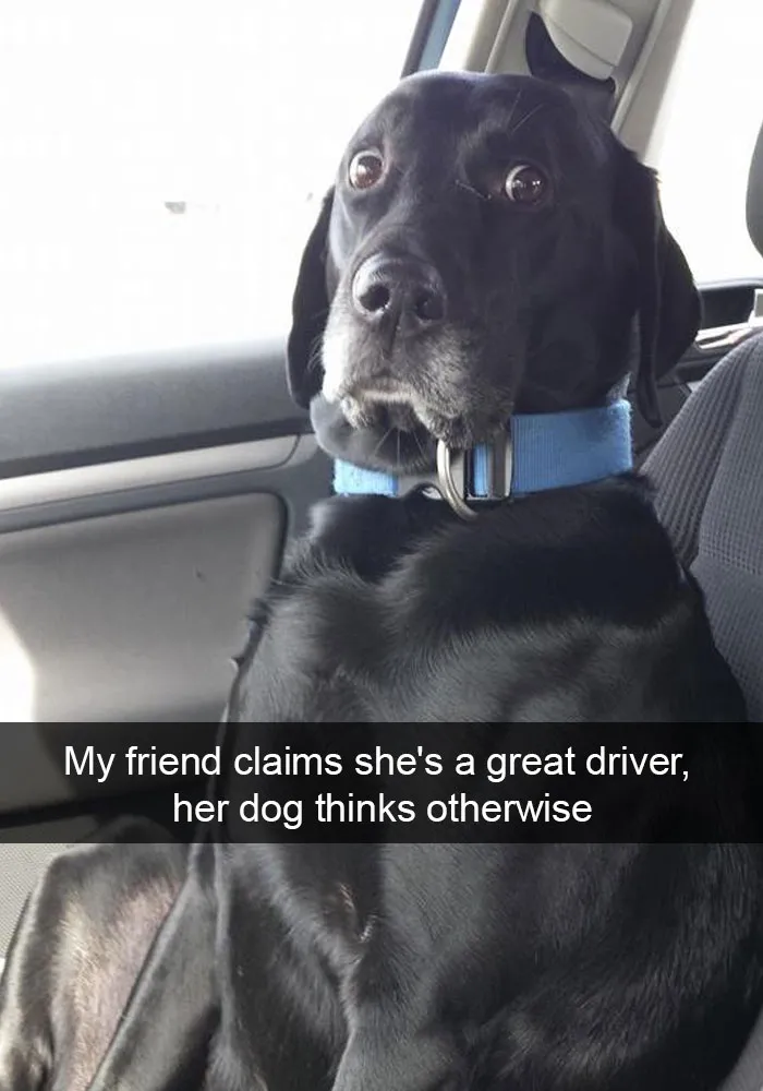 50 Hilarious Dog Snapchats That Are Impawsible Not To Laugh At