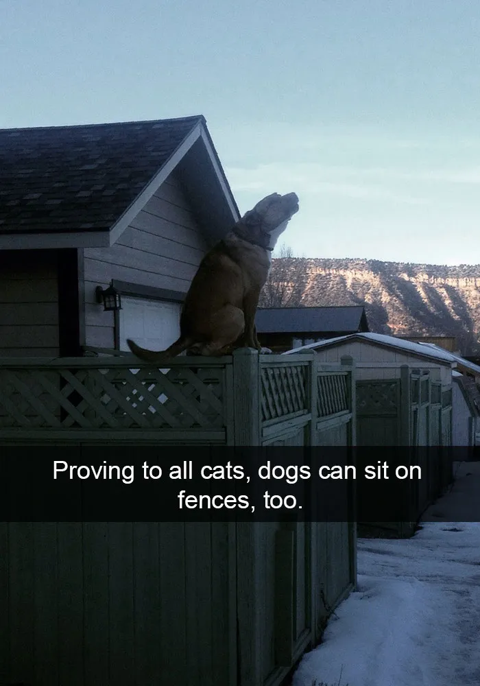 50 Hilarious Dog Snapchats That Are Impawsible Not To Laugh At