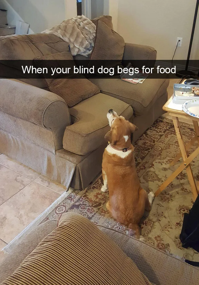 50 Hilarious Dog Snapchats That Are Impawsible Not To Laugh At