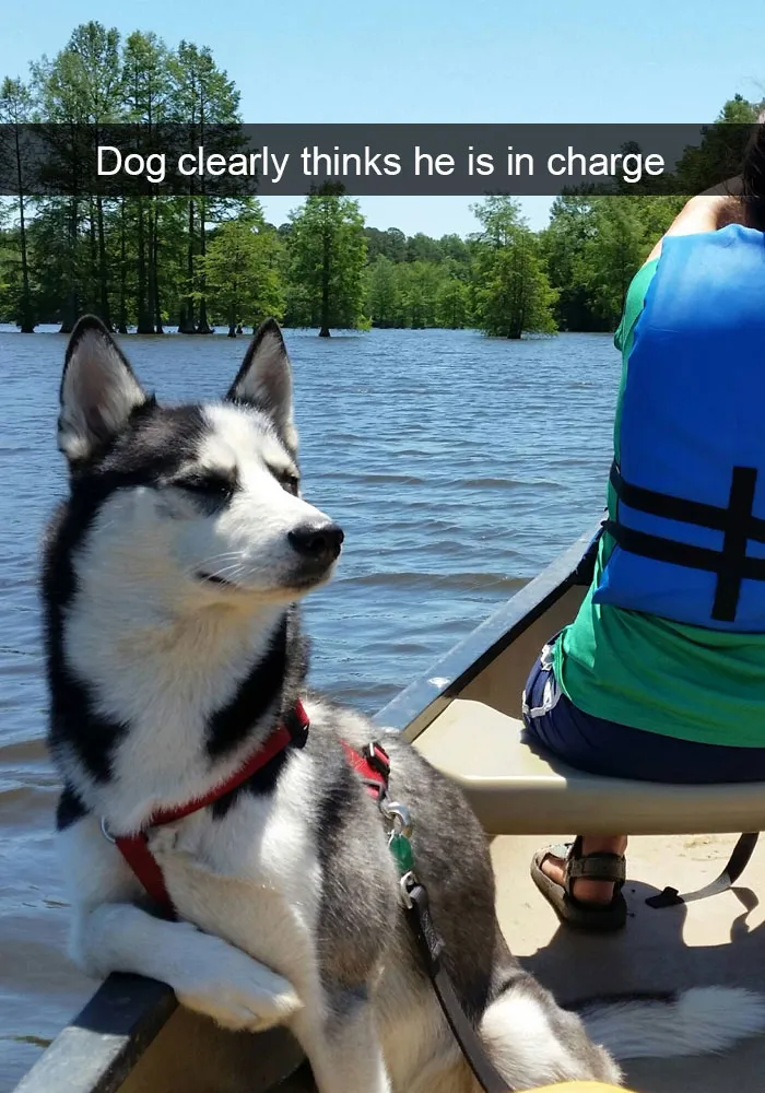 50 Hilarious Dog Snapchats That Are Impawsible Not To Laugh At
