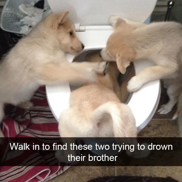 50 Hilarious Dog Snapchats That Are Impawsible Not To Laugh At