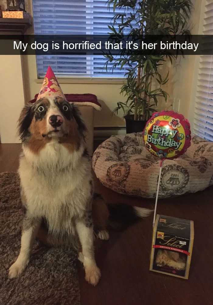 50 Hilarious Dog Snapchats That Are Impawsible Not To Laugh At