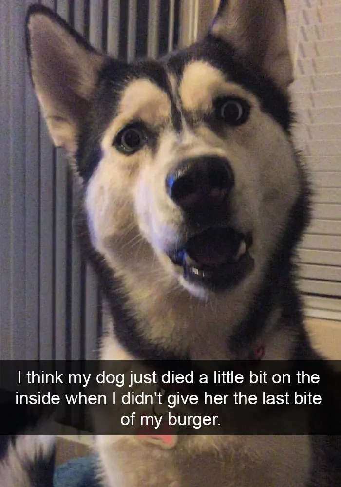 50 Hilarious Dog Snapchats That Are Impawsible Not To Laugh At