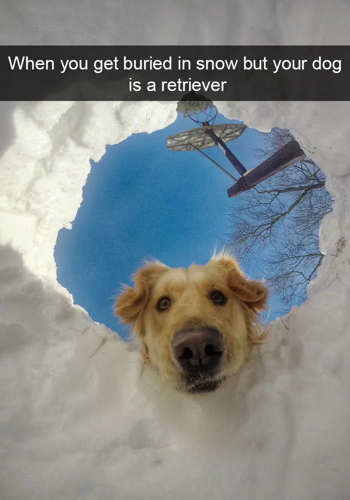50 Hilarious Dog Snapchats That Are Impawsible Not To Laugh At